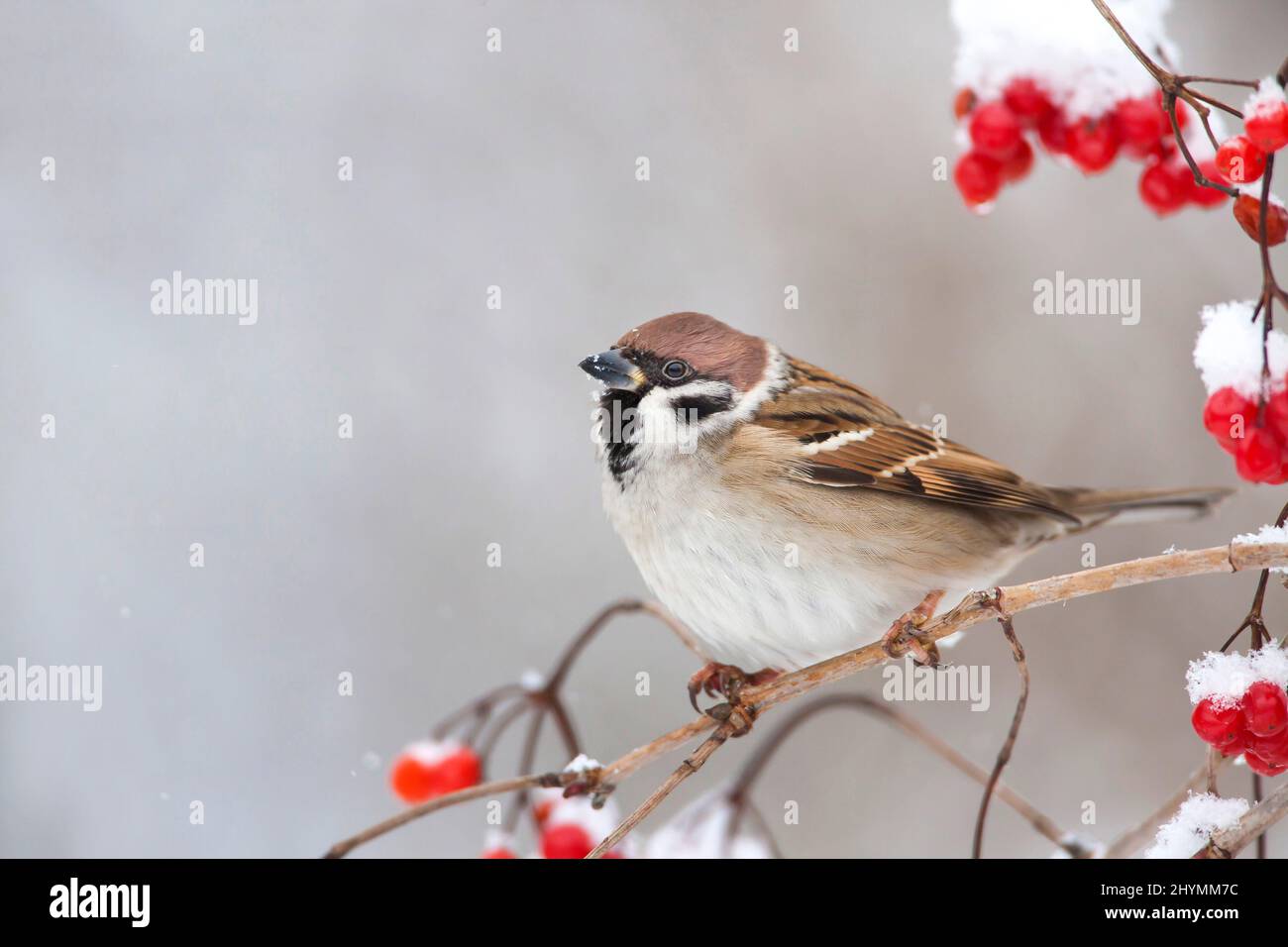 Eurasischer Baumsperling (Passer montanus), im Winter auf einem Ast mit roten Früchten starrt, Seitenansicht, Deutschland, Bayern Stockfoto