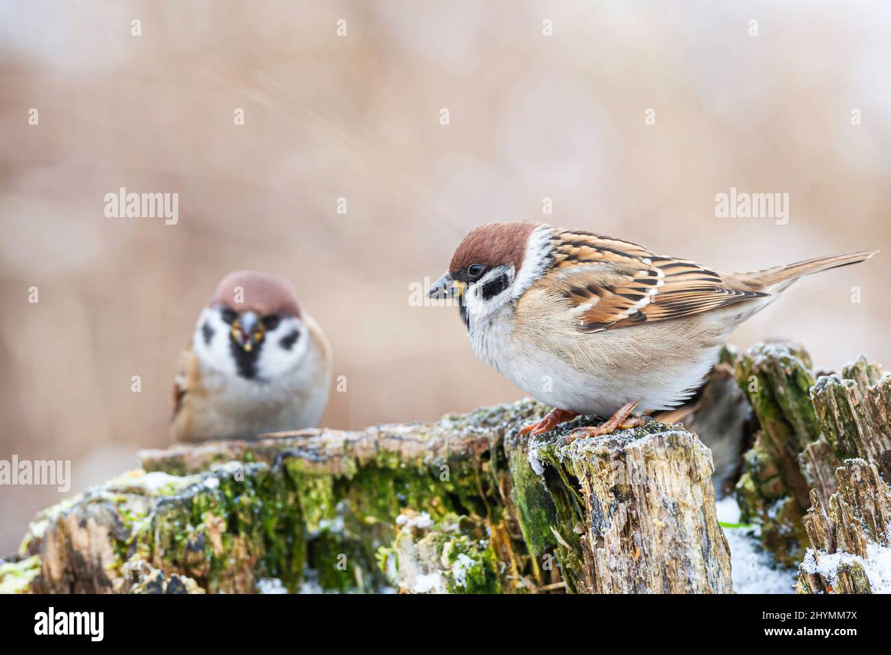 Eurasischer Baumsperling (Passer montanus), zwei Spatzen, die im Winter auf einem faulen Baumstumpf auf Nahrungssuche gehen, Deutschland, Bayern Stockfoto