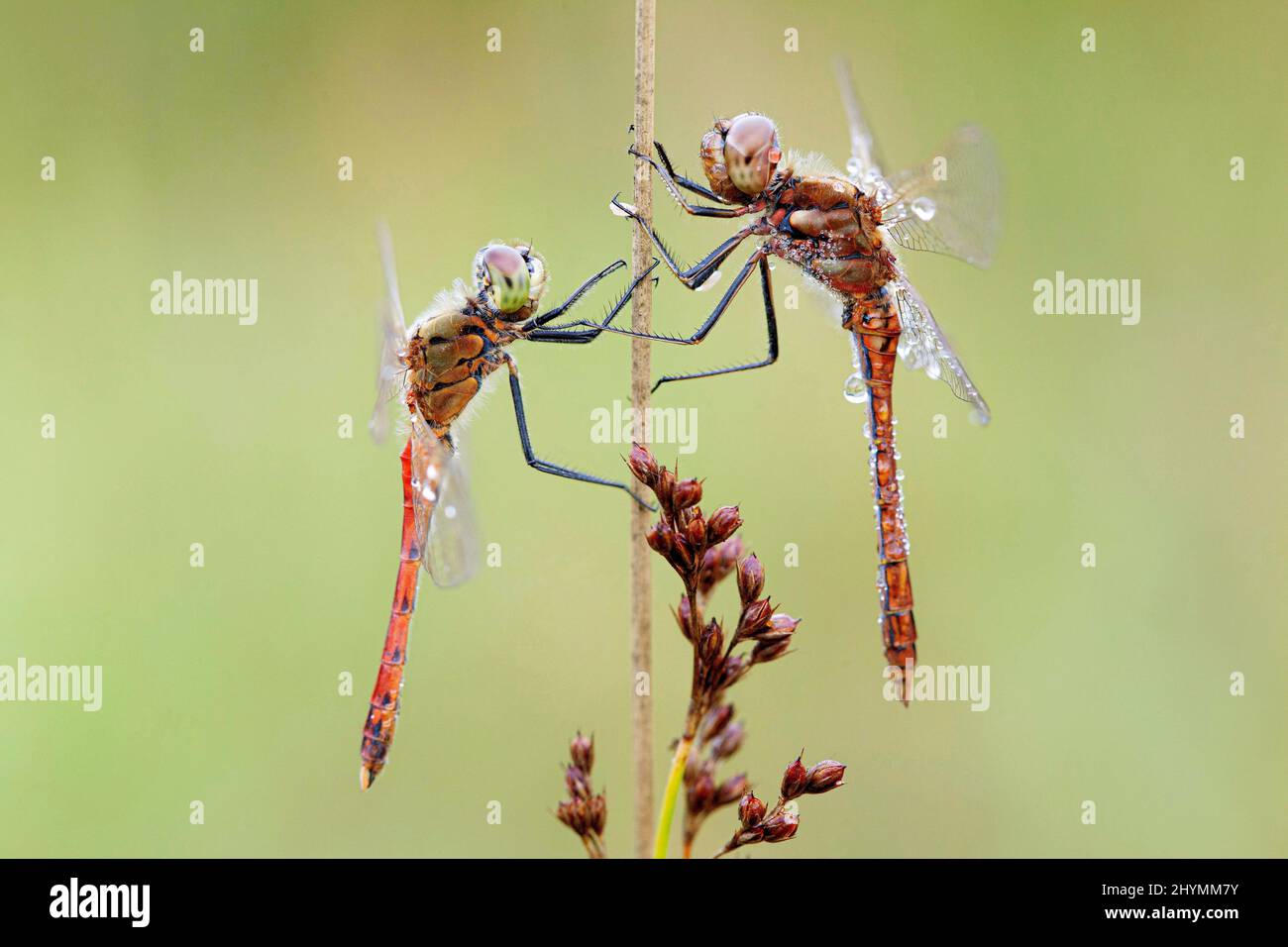 Osteuropäische Sympetrum (Sympetrum depressiusculum), zwei Männchen, die mit Morgentau auf einer Klinge aus Gras benetzt wurden, Deutschland, Bayern Stockfoto
