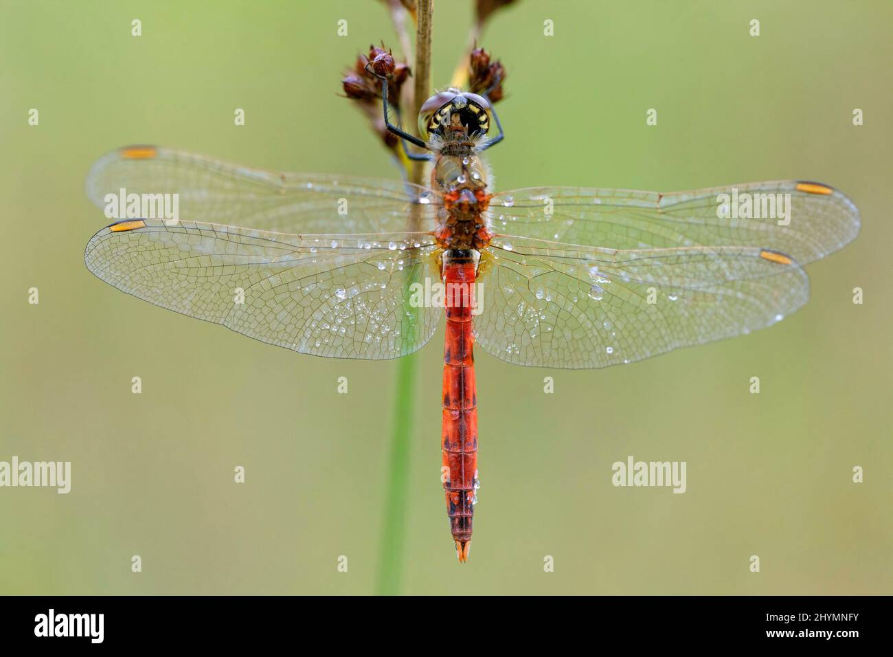Osteuropäisches Sympetrum (Sympetrum depressiusculum), Männchen mit Morgentau auf einem Grashalm benetzt, Deutschland, Bayern Stockfoto