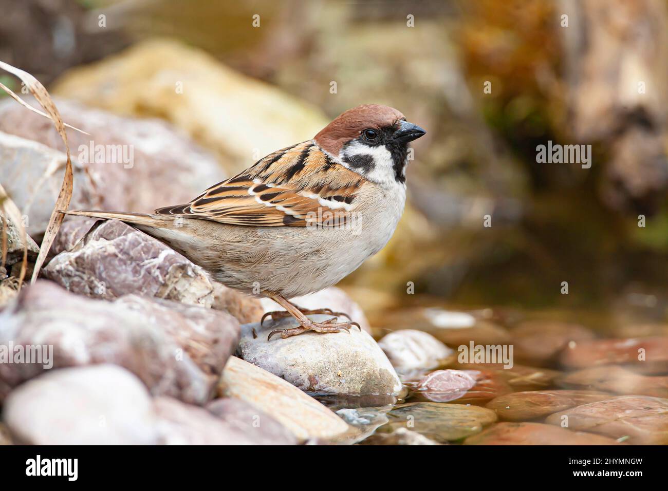 Eurasischer Baumsperling (Passer montanus), auf einem Stein am Ufer, Seitenansicht, Deutschland, Bayern Stockfoto