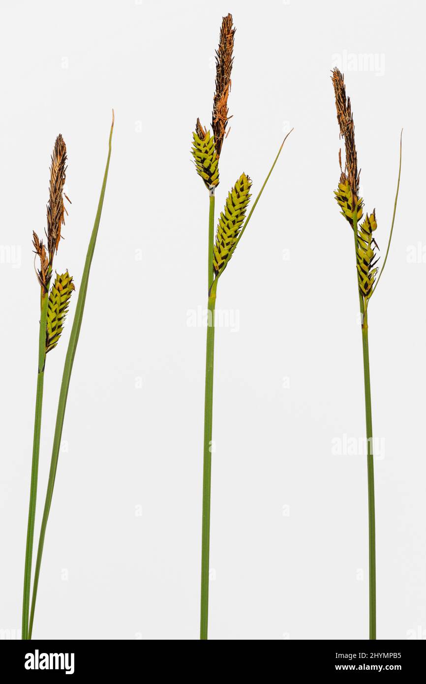 Gewöhnlicher Sedge (Carex nigra), drei Blütenstände, Ausschnitt, Deutschland, Bayern Stockfoto