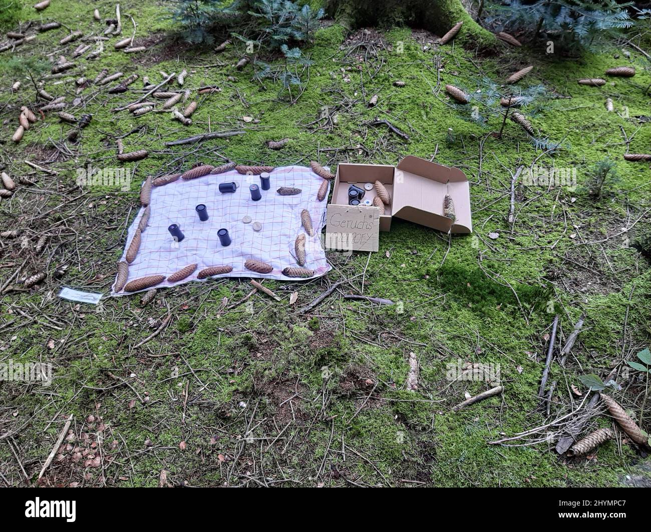 Station mit natürlichen Gerüchen in Filmdosen auf dem Waldboden, Waldpädagogik, Deutschland Stockfoto