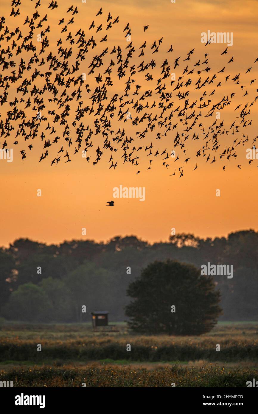 Gewöhnlicher Star (Sturnus vulgaris), der im Nachglanz eine Herde auffliegt, Deutschland, Bayern Stockfoto