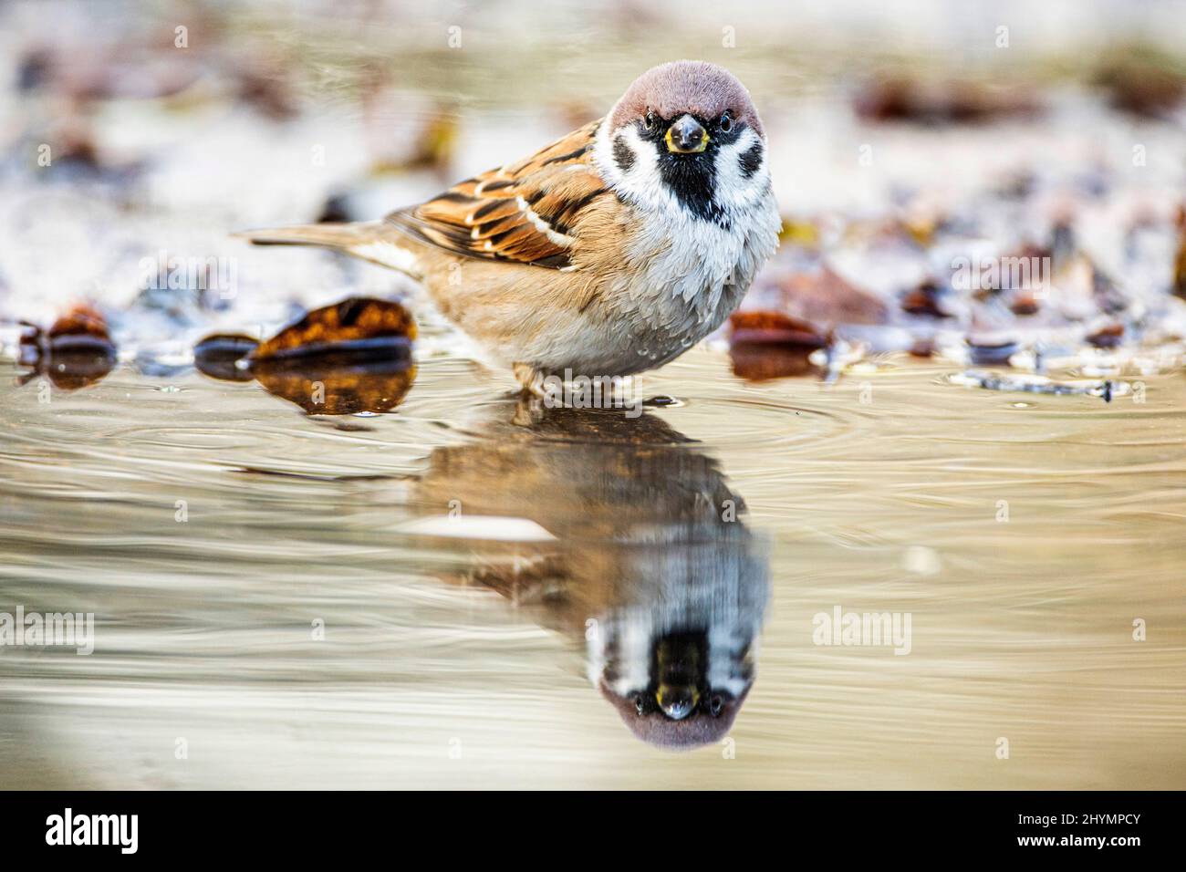 Eurasischer Baumsperling (Passer montanus), im Flachwasser stehend, Deutschland, Bayern Stockfoto