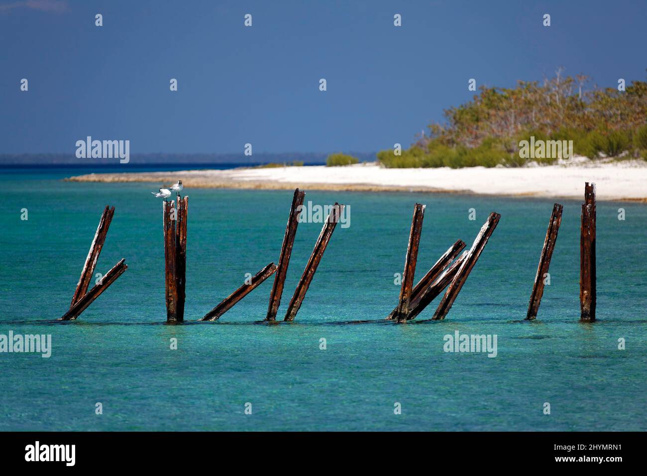 Königliche Seeschwalbe (Thalasseus maximus), zwei von ihnen sitzen auf rostigen Eisenstreben in der Lagune, Strand mit Büschen hinten, Hotel, Bungalowanlage, Maria la Stockfoto