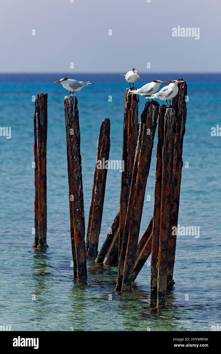 Royal tern (Thalasseus maximus), vier sitzen auf verrosteten Eisenstreben in der Lagune, Hotel, Bungalowkomplex, Maria la Gorda, Provinz Pinar del Rio, Kuba Stockfoto