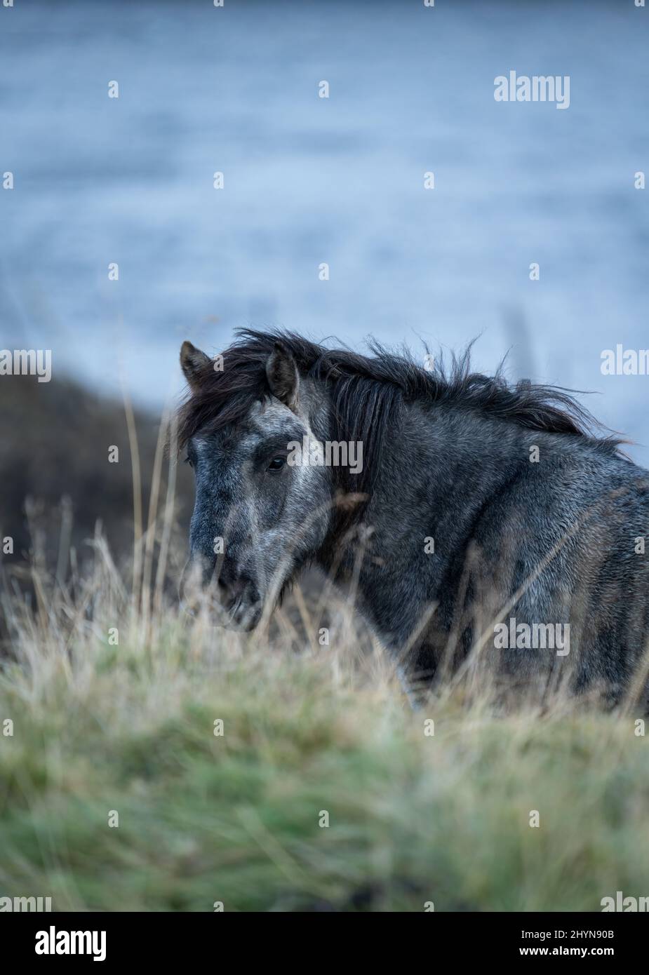 Vorderansicht der isländischen Pferdefütterung mit Blick auf das Kamear Stockfoto