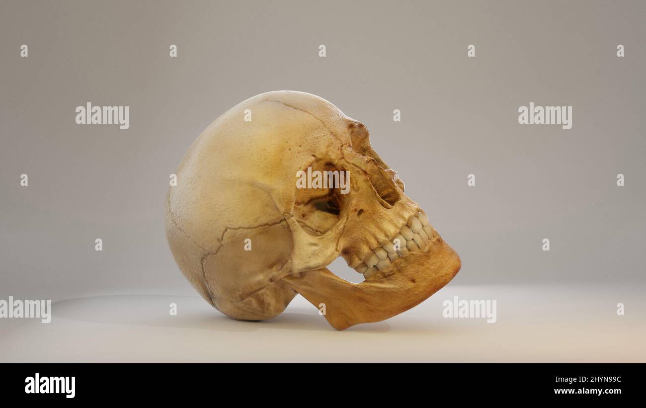 Real Human Skull 3D Bild - ein dreidimensionales Bild eines menschlichen Schädels. Rückseitenansicht 3D Rendering-Bild. Der Schädel ist auf einem weißen Hintergrund isoliert Stockfoto