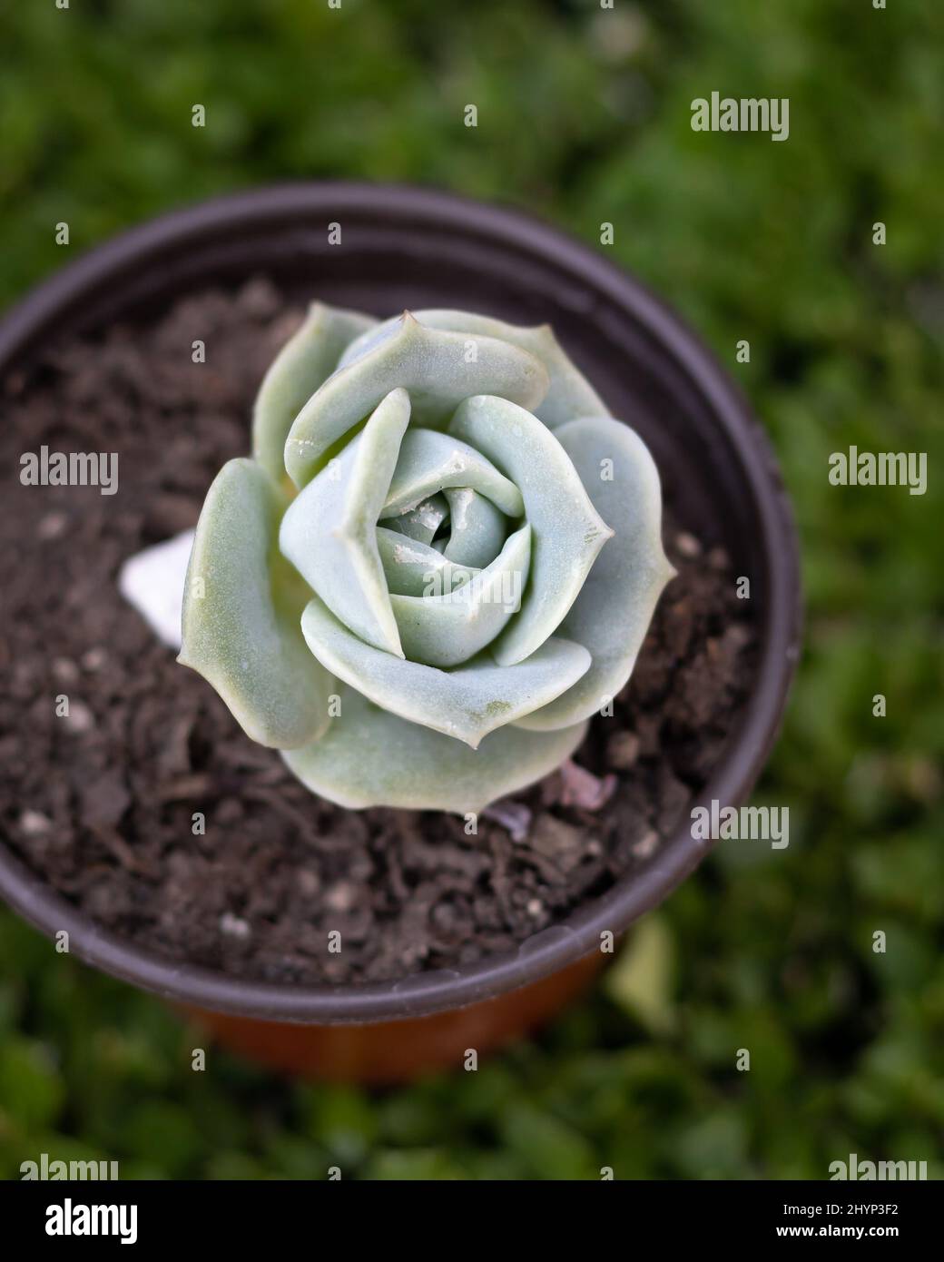 Vertikale Nahaufnahme von Echeveria lilacina, gewöhnlicher Name Geist echeveria. Stockfoto