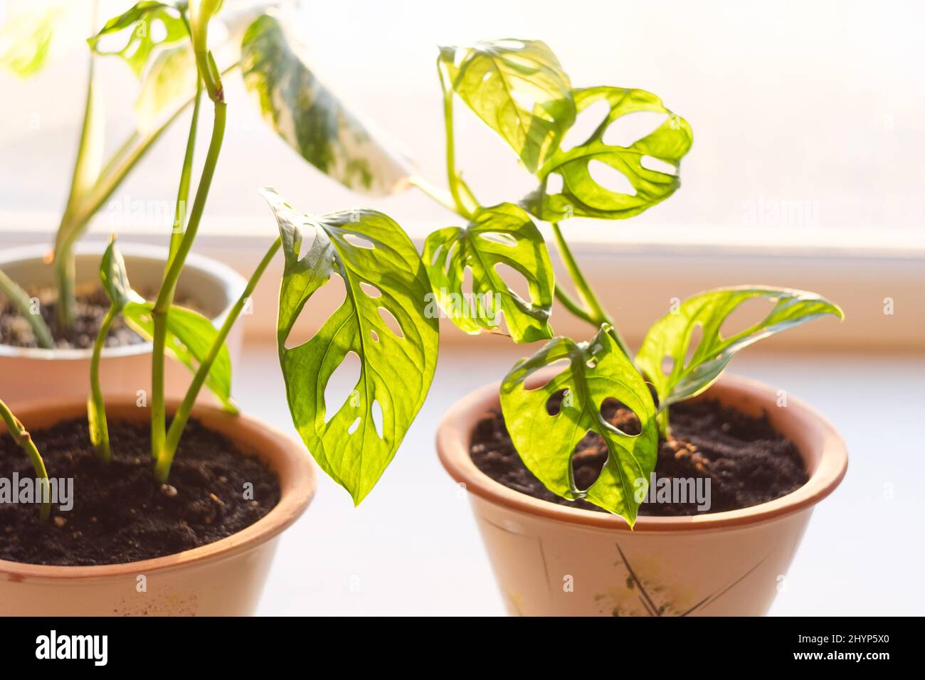 Monstera Affenmaske Pflanze in keramischen Blumentöpfen durch Sonnenlicht auf dem Fenster beleuchtet. Monstera Obliqua oder Monstera adansonii. Pflege von Zimmerpflanzen Stockfoto