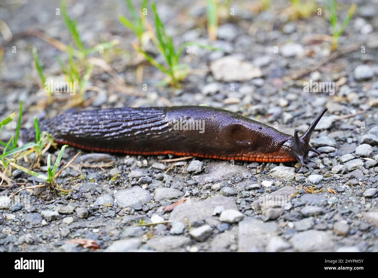 Nahaufnahme einer Schnecke auf einem steinigen Hintergrund. Stockfoto