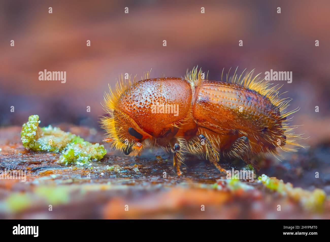 Der europäische Fichtenrindenkäfer - IPS typographius Stockfoto