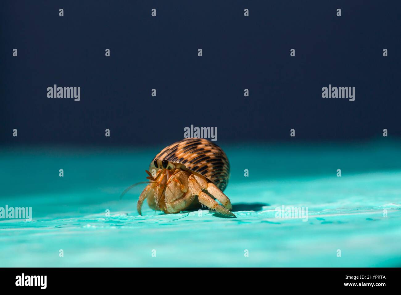 Einsiedlerkrabbe auf blauem Hintergrund Stockfoto