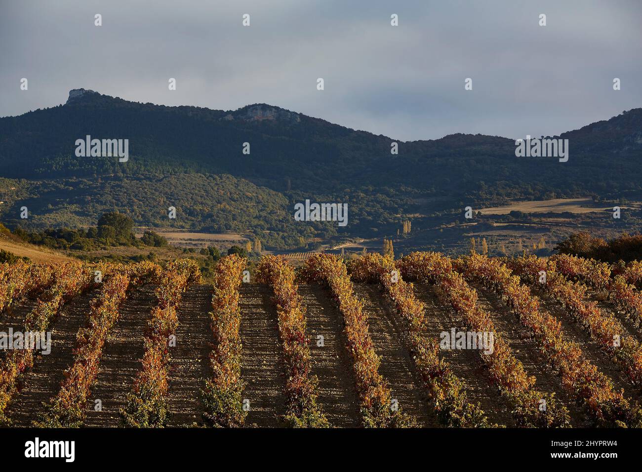 26/10/21 Morgensonne auf Weinbergen, Rivas de Tereso (La Rja), Spanien. Foto von James Sturcke | sturcke.org Stockfoto