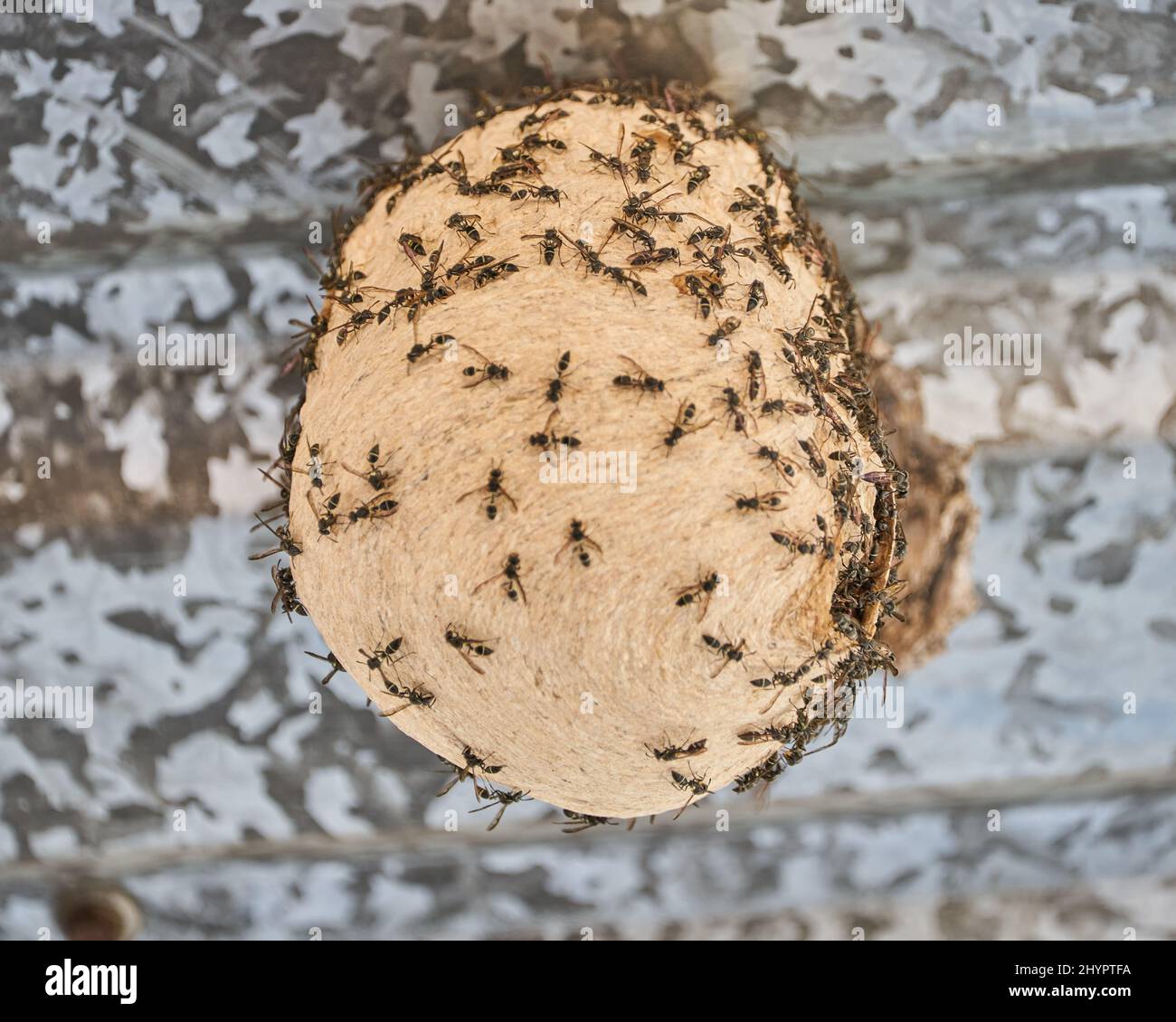 Kleine Biene, die in einer eiförmigen Wabe lebt und produziert Stockfoto
