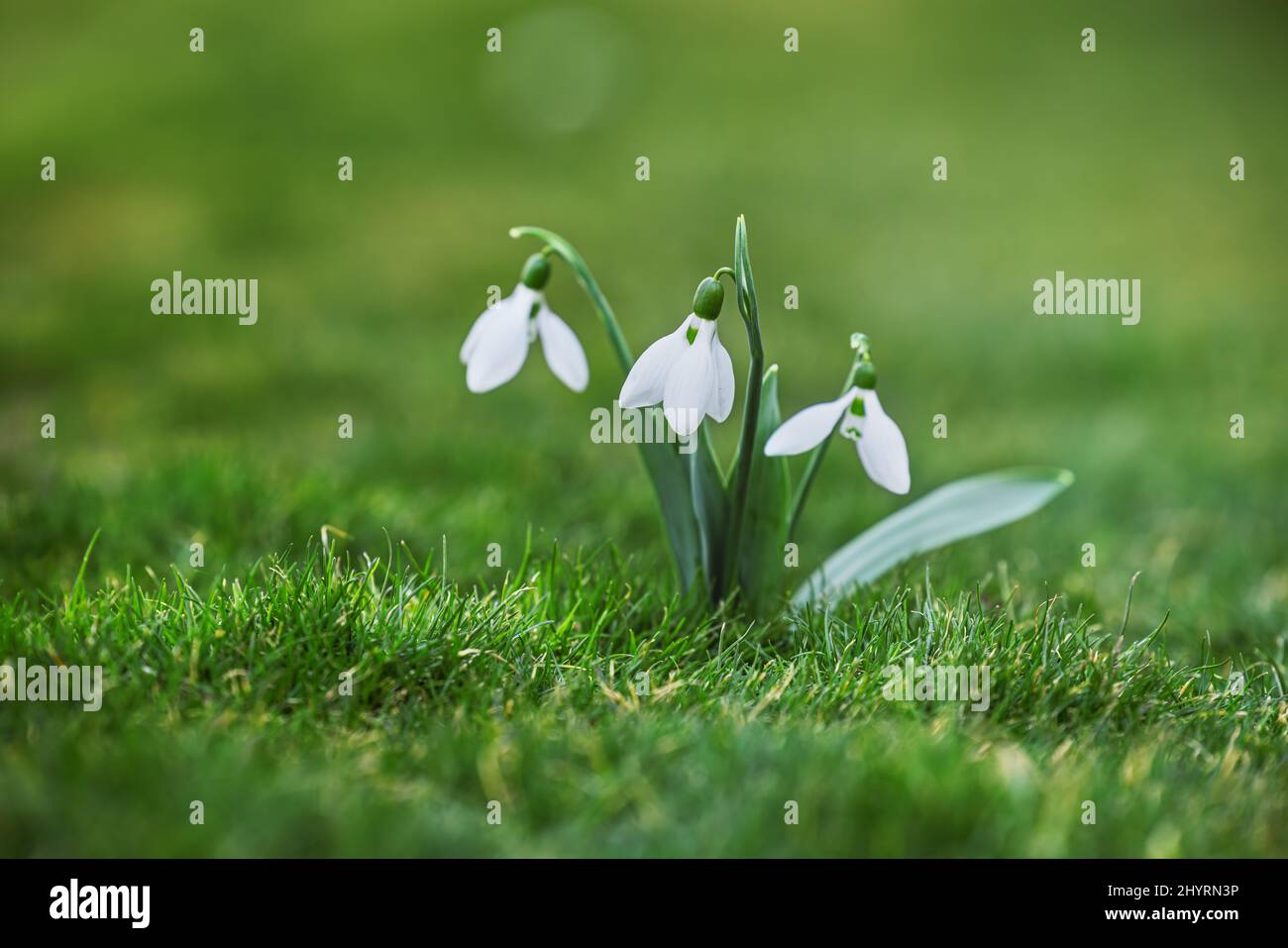 Galanthus nivalis, Frühlingsblumen Schneeglöckchen auf grünem Hintergrund. Stockfoto