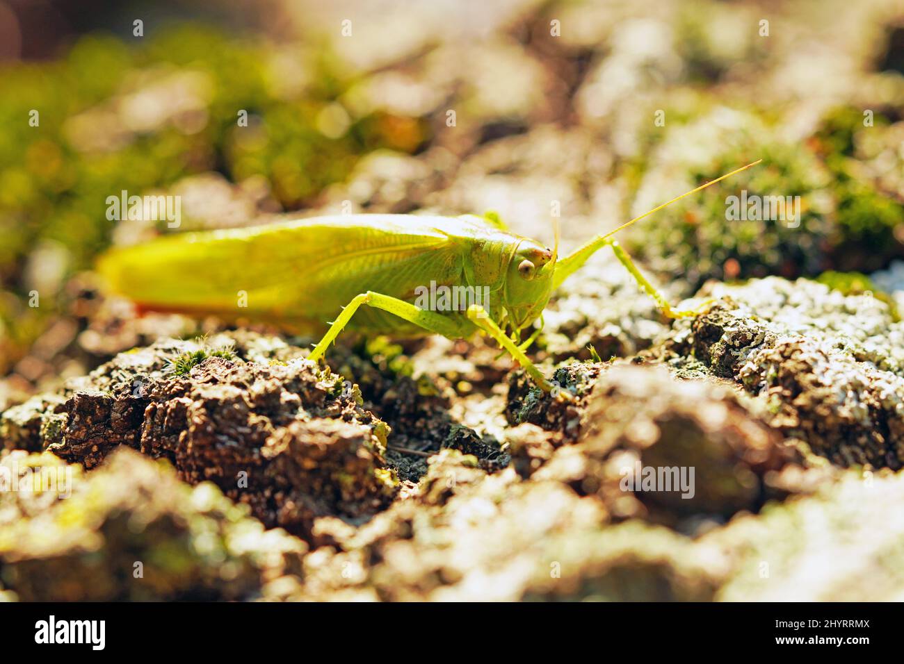 Nahaufnahme einer trommenden Katydid auf dem verschwommenen Hintergrund Stockfoto