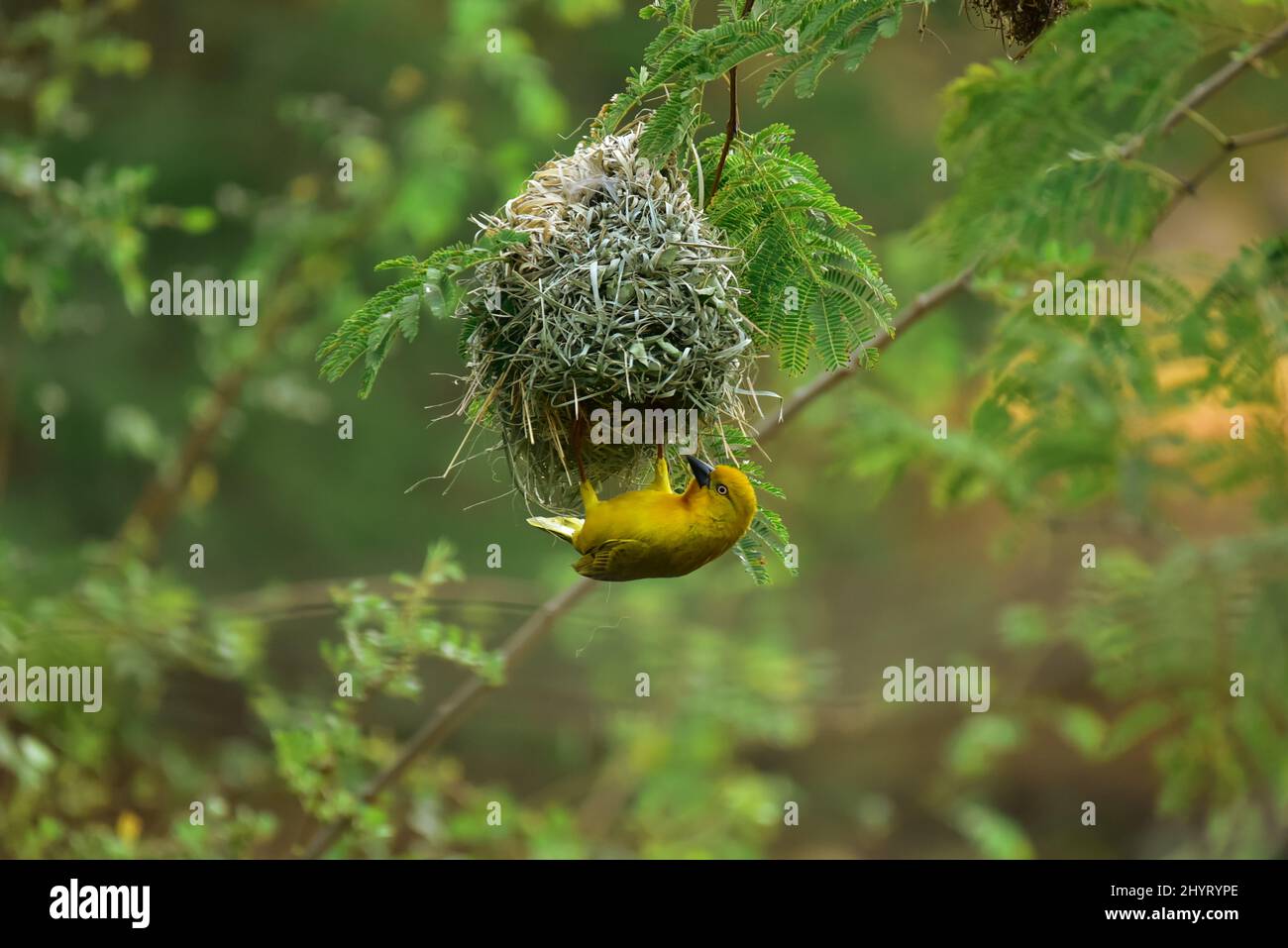Holubs goldener Weber (Ploceus xanthops) baut Nest. Namibia Stockfoto