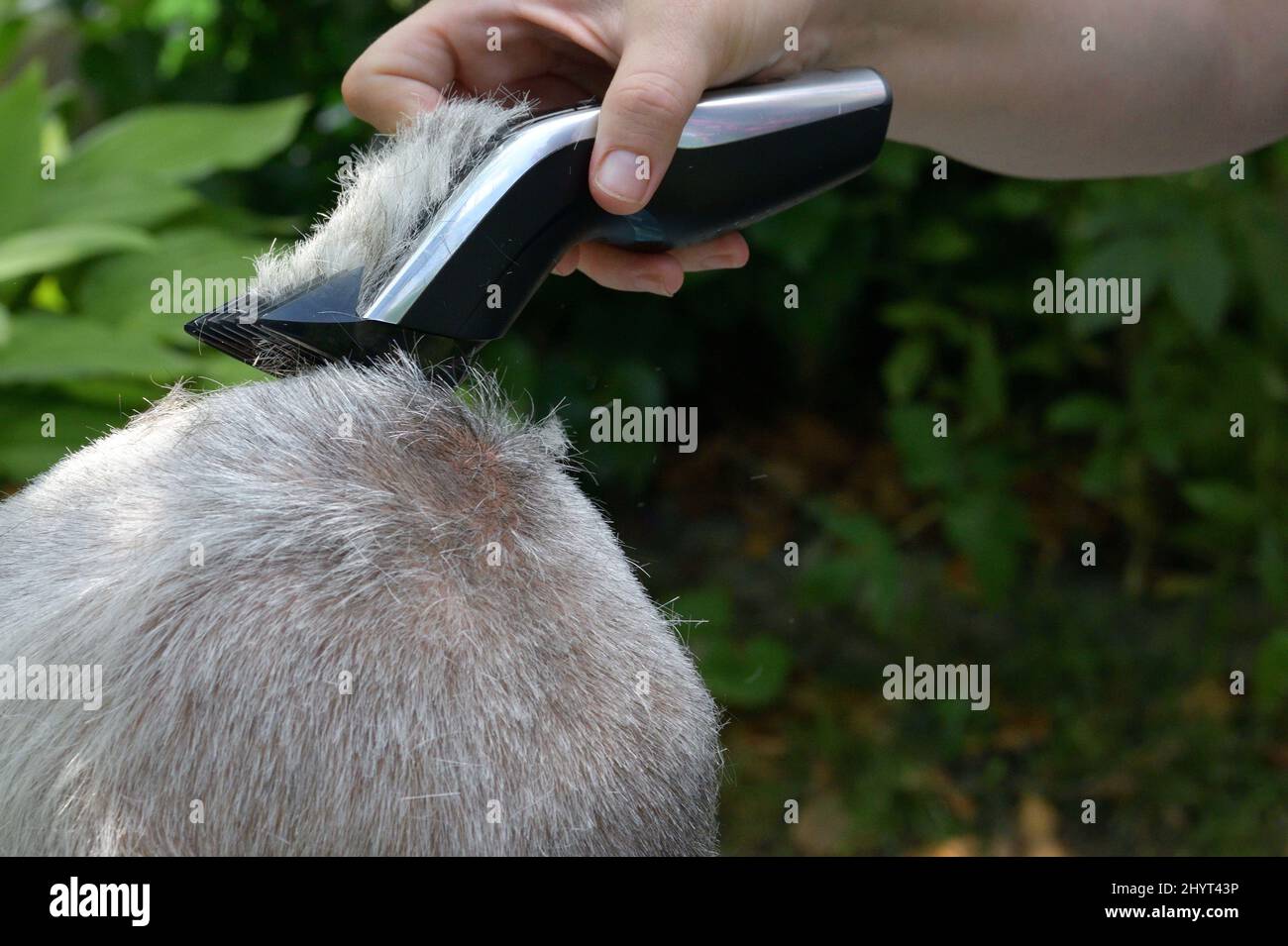 Home Haarschnitt mit einem elektrischen Mann mit einem elektrischen Mann mit grauen Haaren Stockfoto