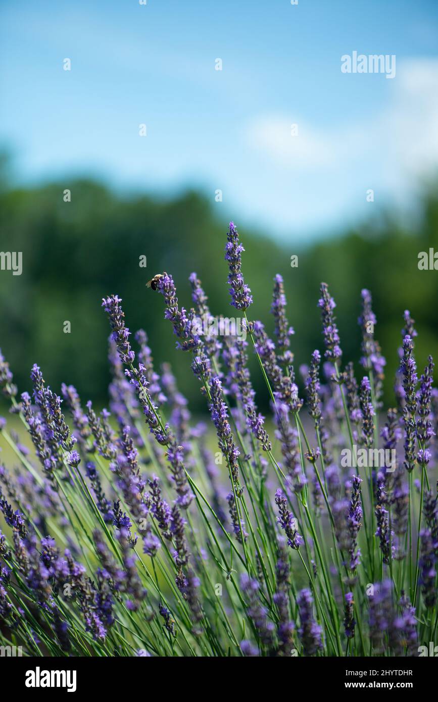 Nahaufnahme Lavendelpflanze mit Bienen bestäubenden Blumen Stockfoto