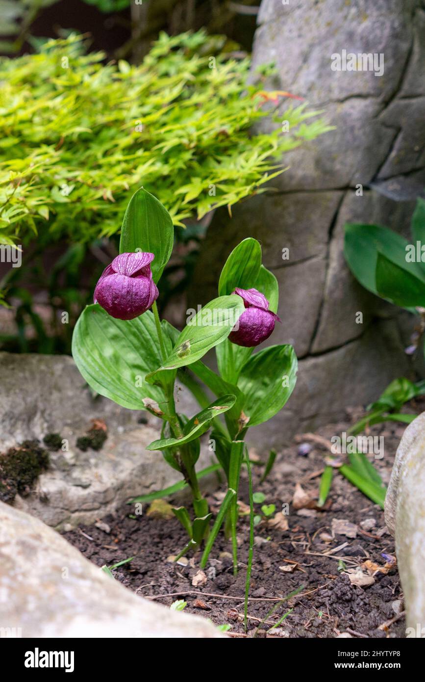 Wilde Orchidee, die im Garten wächst Stockfoto