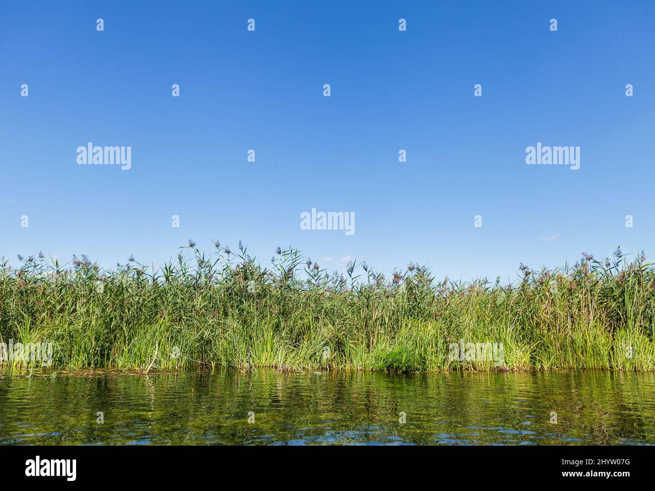 Grüner Bulrush am Ufer des kristallklaren Flusses unter blauem klarem Himmel mit Kopierraum Stockfoto