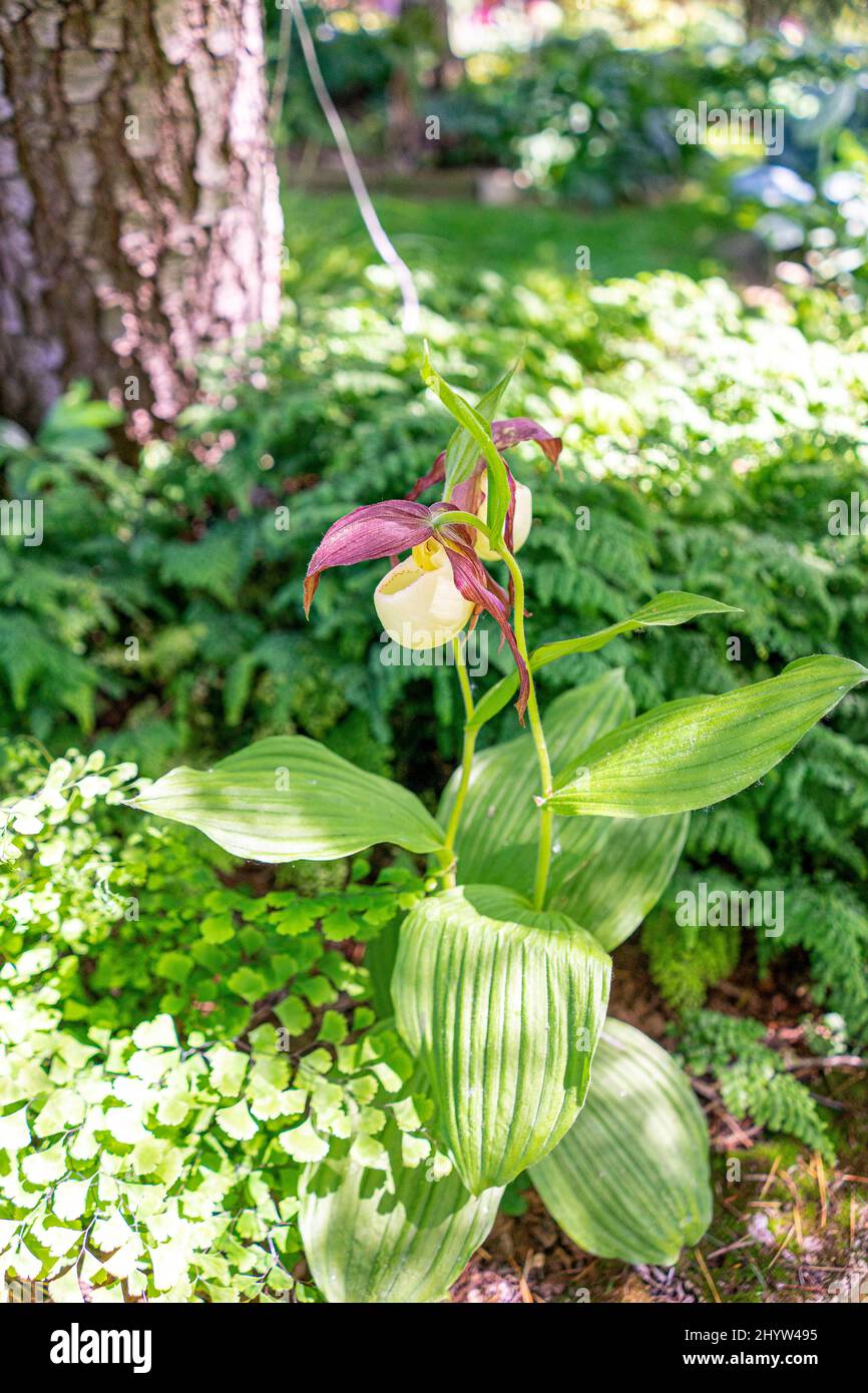 Wilde Orchidee, die im Garten wächst Stockfoto