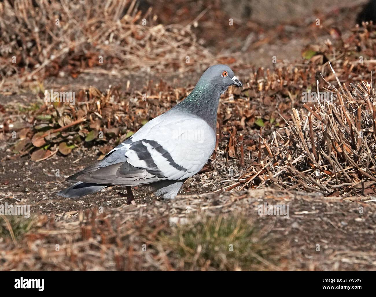 Porträt einer gemeinen Felstaube oder Parktaube, die auf dem Boden im Zentrum von Oregon auf Nahrungssuche geht. Stockfoto