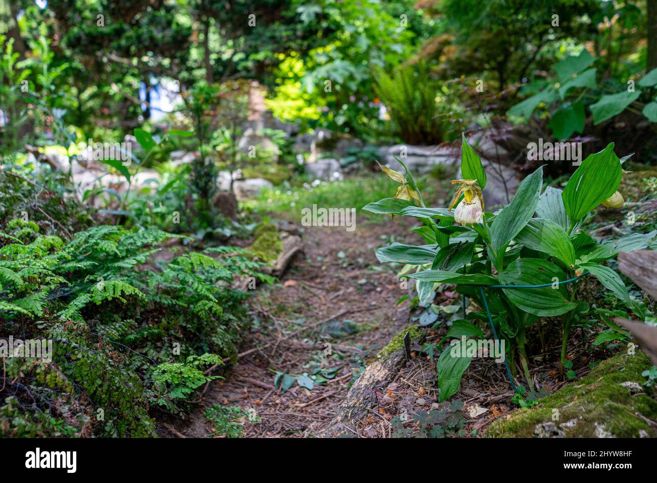 Orchideen seltene arten Fotos und Bildmaterial in hoher Auflösung Alamy