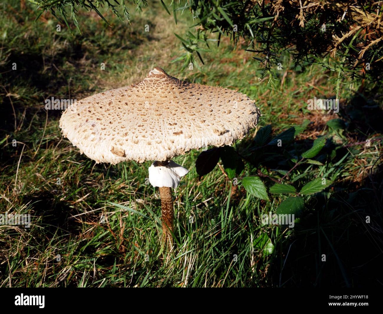 Sonnenschirmpilz, Macrolepiota procera, Dodman Point, Cornwall. Stockfoto