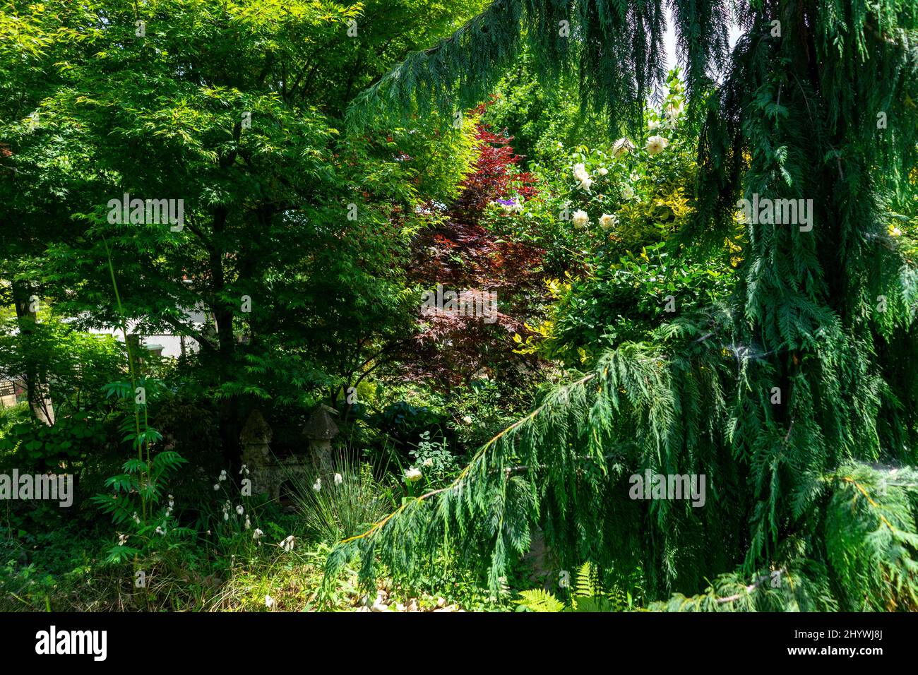 Garten voller Pflanzen im Sommer bietet Schatten und Ruhe. Stockfoto