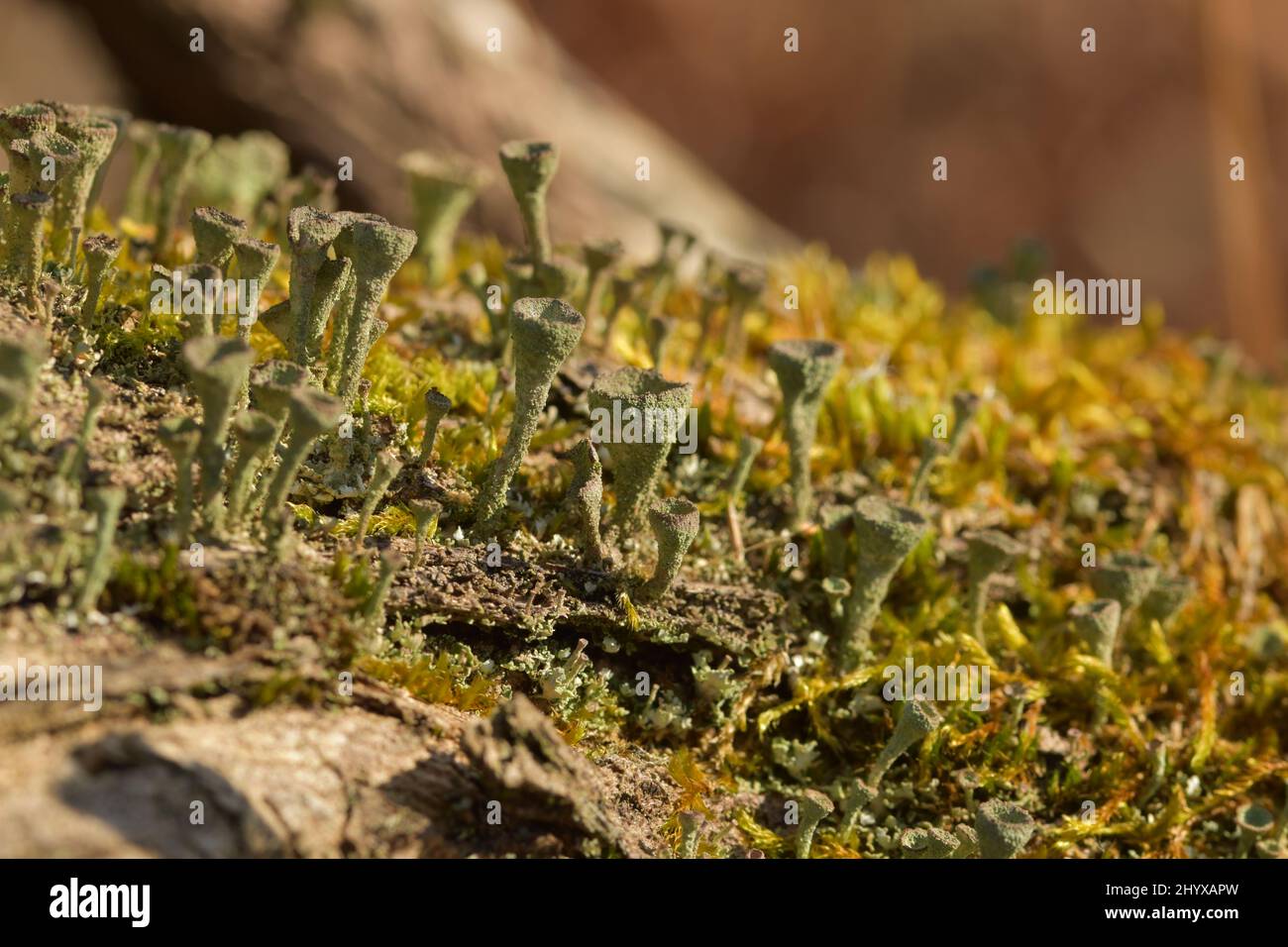 Die Türme der Flechten, die auf dem Balken wachsen Stockfoto