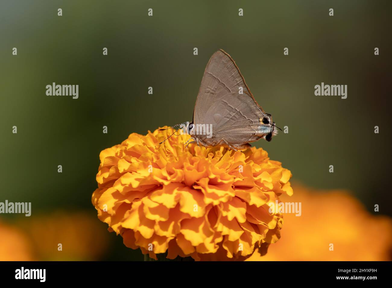 Deudorix epijarbas Schmetterling sitzt und genießt den Nektar der Ringelblume. Stockfoto