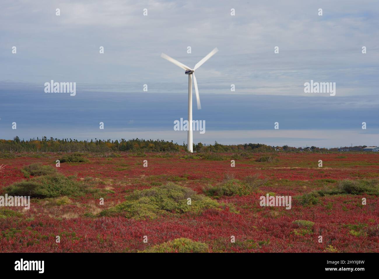 Eine von mehreren Windturbinen in einem norwegischen Windpark, PEI, mit herbstroten Blaubeeren im Vordergrund. Stockfoto