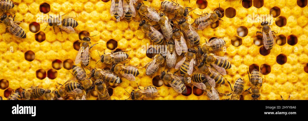 Viele Bienen auf Waben, woking on Honey, Naturprodukt, wunderschöne Waben mit Bienen aus der Nähe, Ein Bienenschwarm kriecht durch die Waben Stockfoto