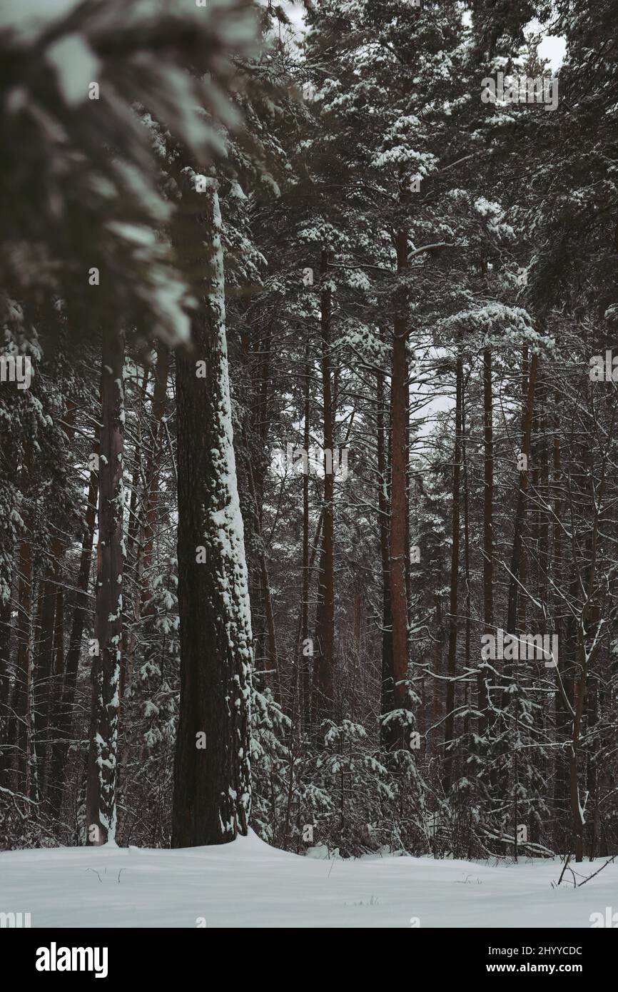 Kiefernwald im Schneefall. Winter verschneite Landschaft. Schneewald Hintergrund. Stämme und Zweige von Kiefern sind an einem Wintertag mit Schnee bedeckt. Stockfoto