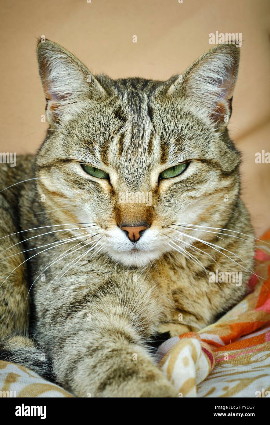 Porträt der Hauskatze ruht. Stockfoto