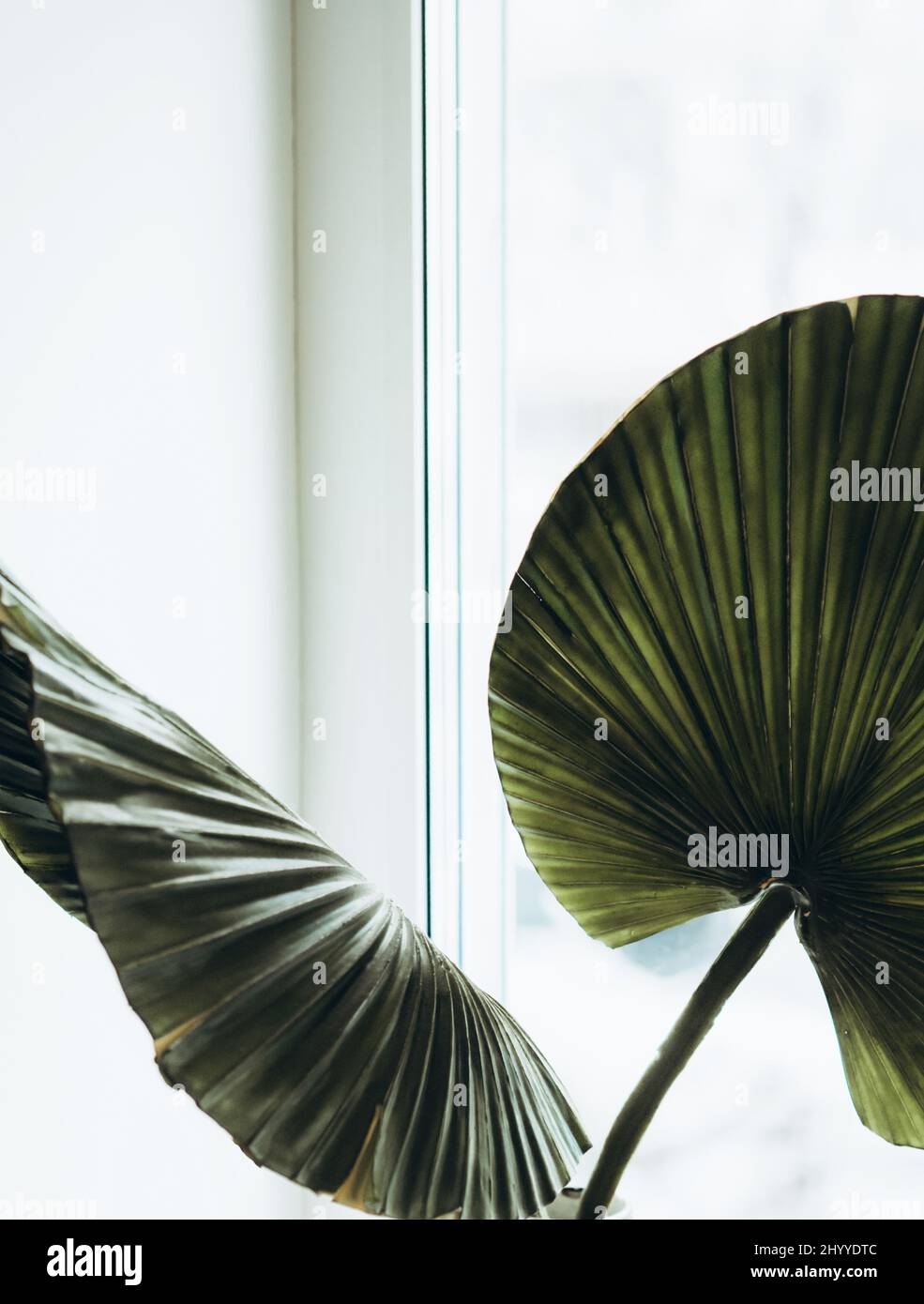 Grüne Palmenblätter auf weißem Fensterhintergrund. Nahaufnahme von grünen fächerförmigen tropischen Palmenblättern. Natürlicher Hintergrund Stockfoto