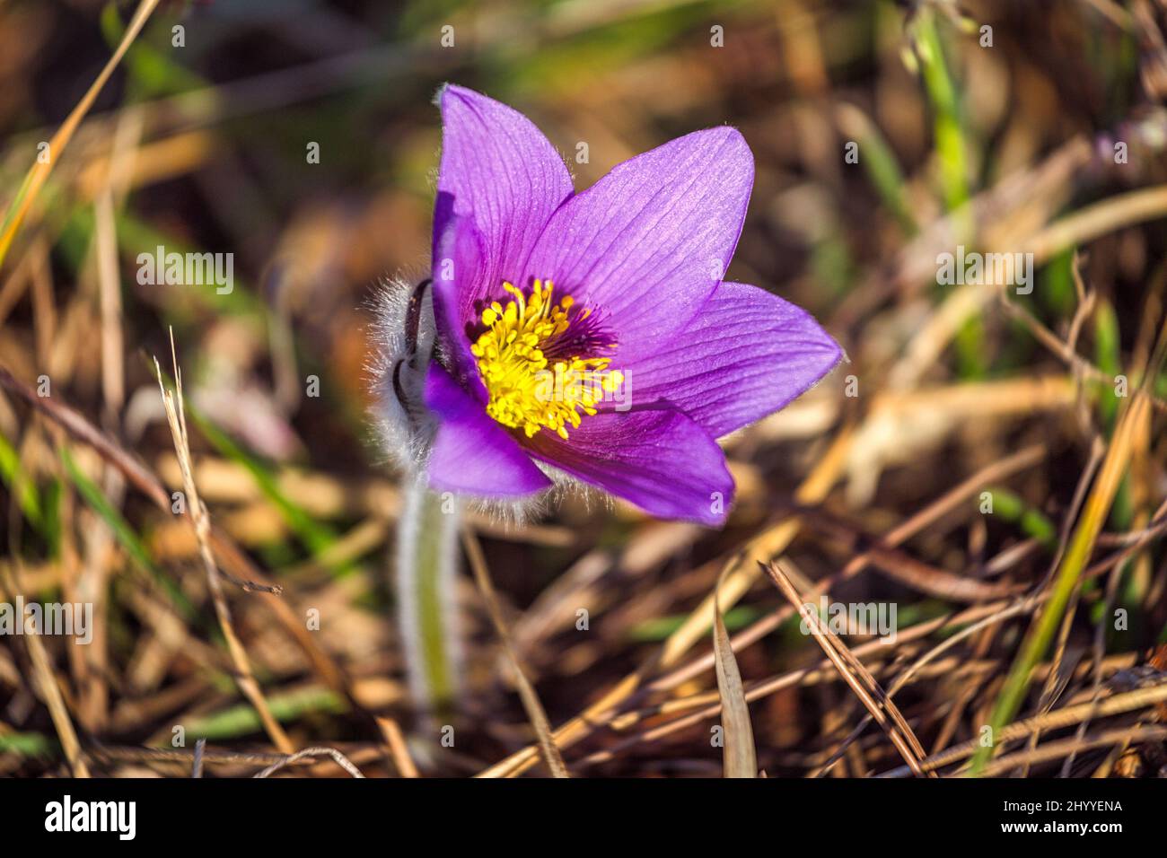 Pulsatilla grandis, die große Pasqué-Blume. Lila Blume auf einem verschwommenen Hintergrund im Frühling. Stockfoto
