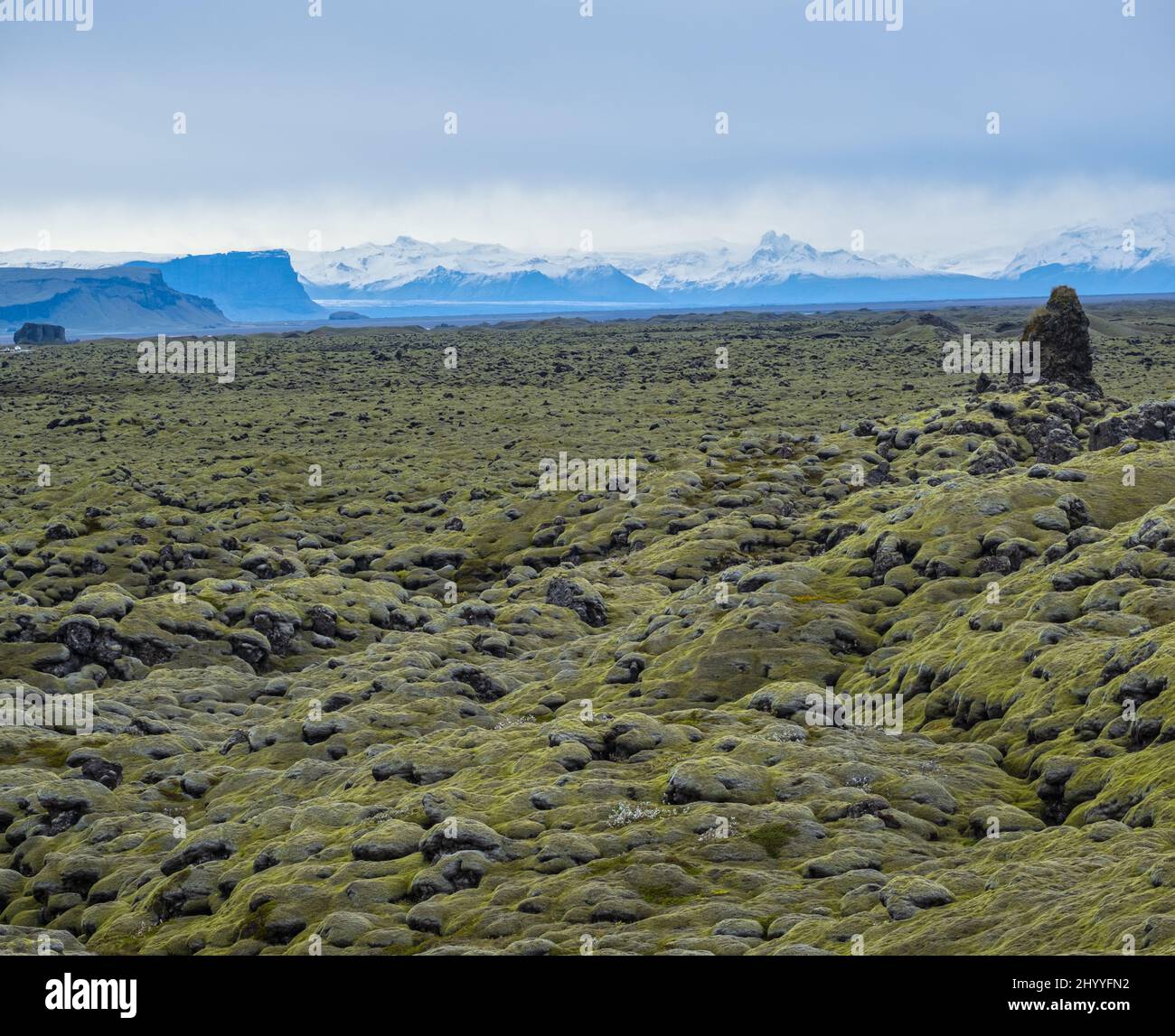 Malerische grüne Lavafelder im Herbst in der Nähe des Fjadrargljufur Canyon in Island. Grünes Moos auf vulkanischen Lavasteinen. Einzigartige Lavafelder wachsen nach Laki volc Stockfoto