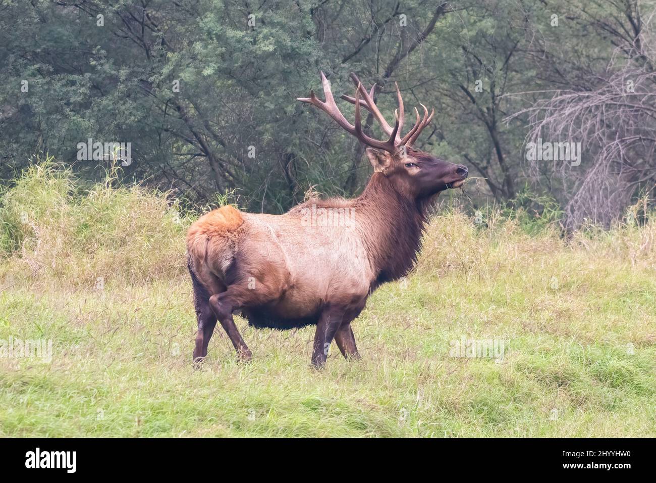 Ein Elch oder Wapiti, Cervus canadensis, roaming frei in einem 800 Hektar großen privaten Reservat im Süden von Texas, USA. Stockfoto