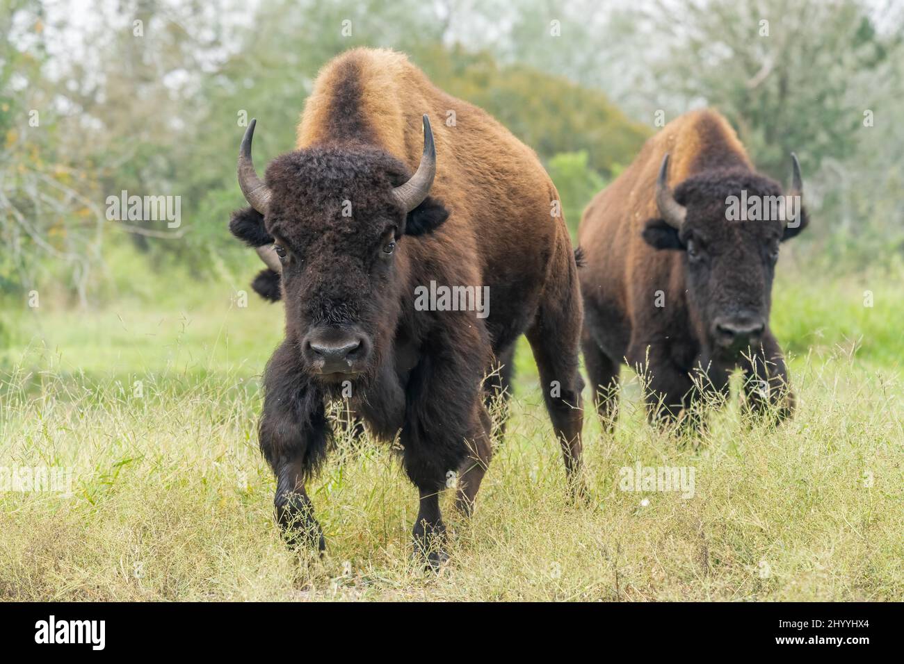 American Bison Roaming kostenlos in einem 800 Hektar großen privaten Reservat in Südtexas, USA. Stockfoto