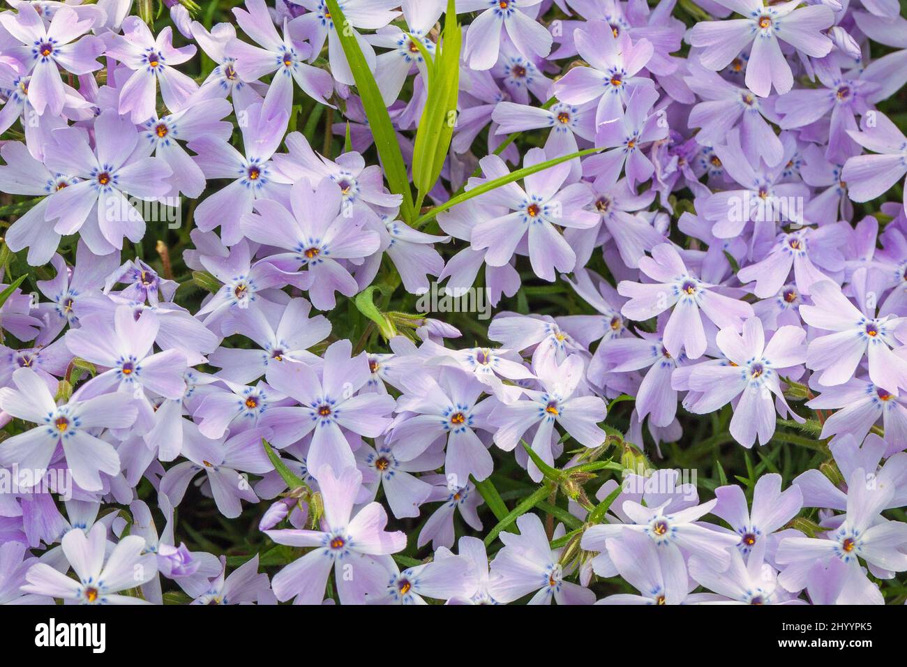 Blüten von Phlox douglasii, Hintergrund gebildet von einer Gruppe von weißen Blüten. Stockfoto