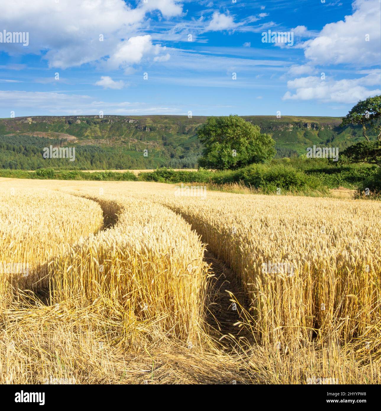 Weizenfeld, Ernte, Bauernhof, Landwirtschaft, Weltknappheit. Stockfoto