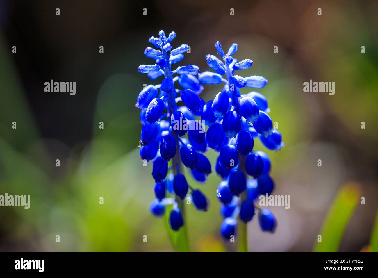 Muscari - Traubenhyazinthen Blumen mit Wassertropfen in einer Nahaufnahme auf verschwommenem Hintergrund. Stockfoto