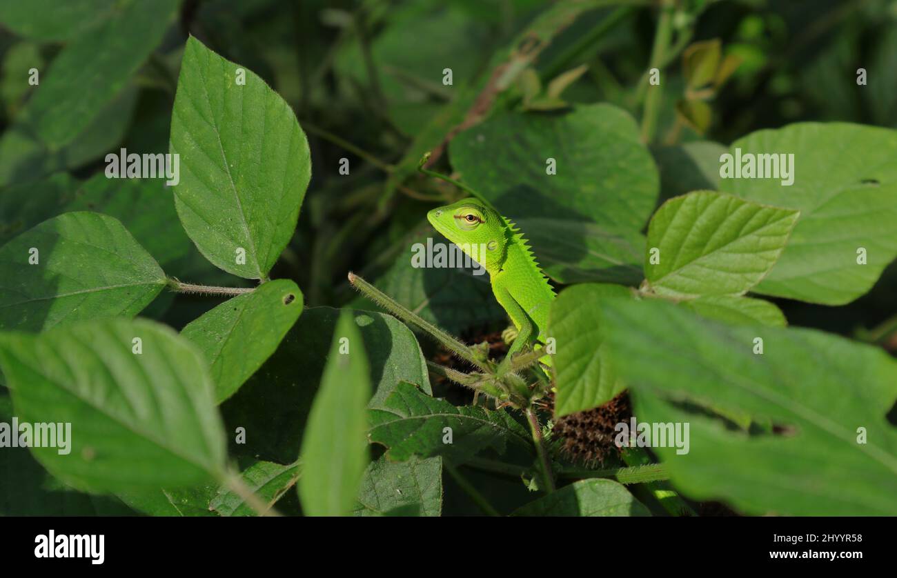 Nahaufnahme eines jungen grünen Farbinhabers, der den Kopf einer gewöhnlichen Garteneidechse in der Mitte von Grasblättern hebt Stockfoto
