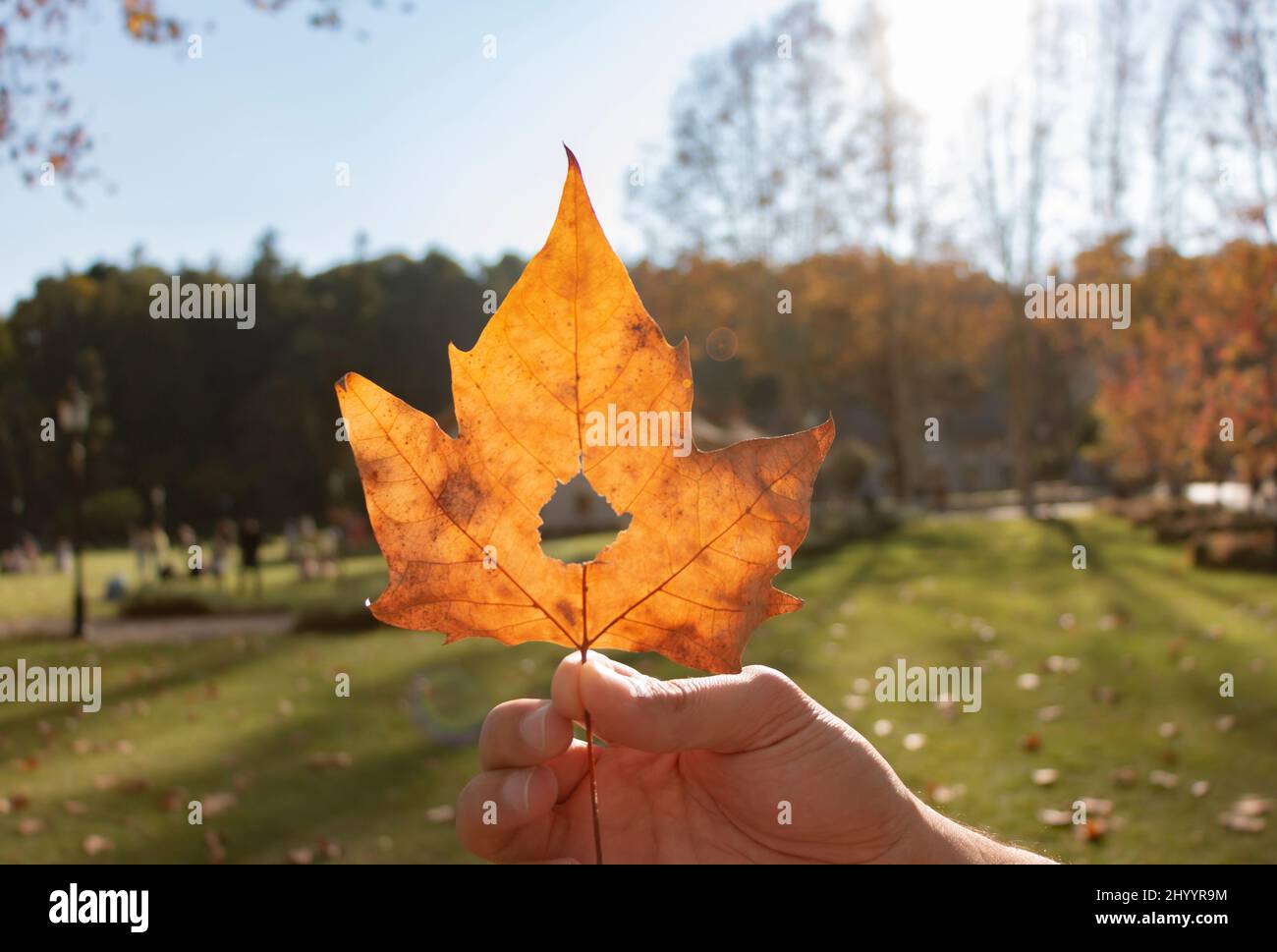 Eine Hand, die ein Herbstblatt hält. Ein Loch mit Loch. Grüner Wald Hintergrund. Stockfoto