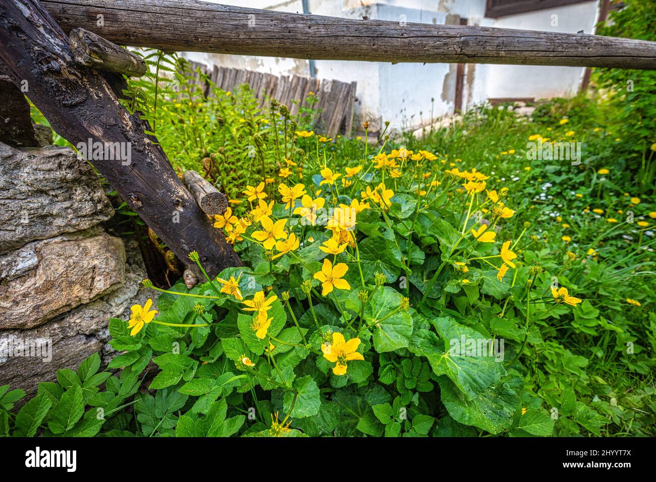 Marsh-Ringelblume oder Königspokal (Caltha palustris lateinischer Name), mehrjährige krautige Pflanze, Gruppe von gelben Blüten, die am Haus wachsen. Stockfoto
