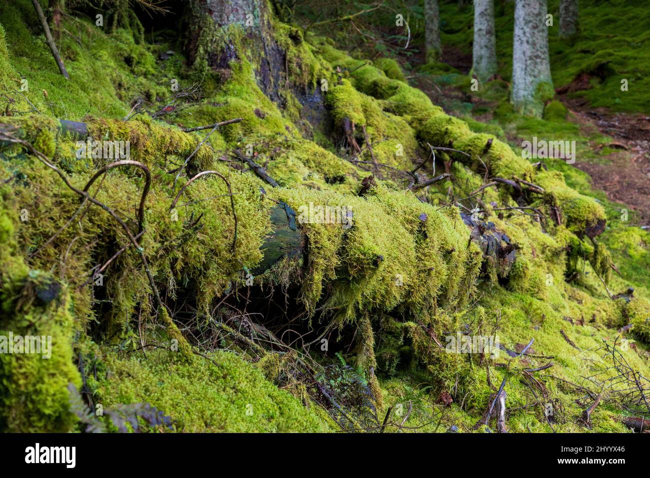 Moos wächst auf umgestürzten Bäumen im Whinlatter Forest, Lake District, England Stockfoto